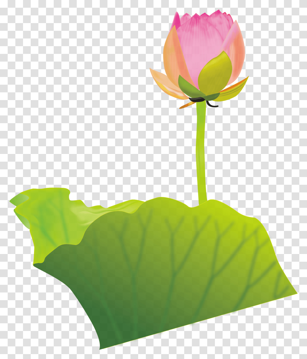 Lotus Clipart Australian Flower Clip Art, Plant, Rose, Blossom, Leaf Transparent Png