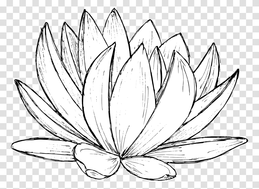 Lotus Drawing 1 Sacred Lotus, Plant, Flower, Blossom, Pond Lily Transparent Png
