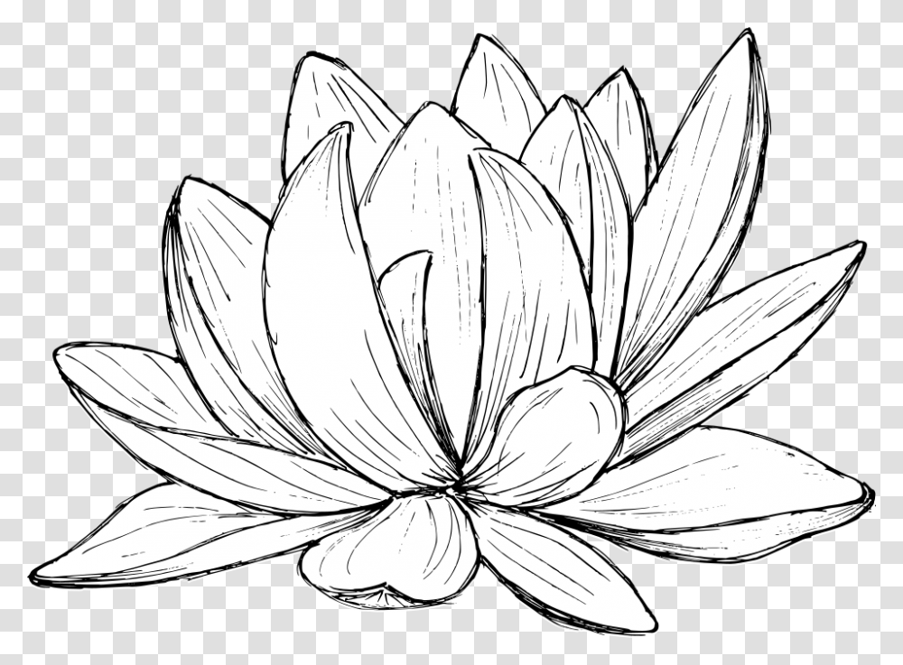 Lotus Drawing 2 Sacred Lotus, Plant, Flower, Blossom, Banana Transparent Png
