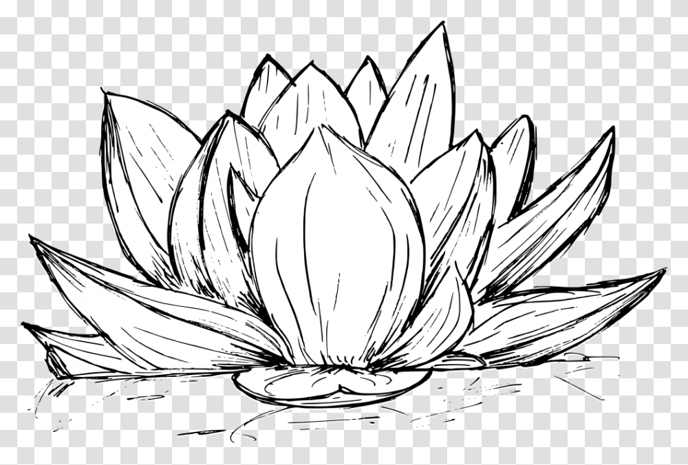 Lotus Drawing 3 Line Art, Plant, Flower, Blossom, Pond Lily Transparent Png