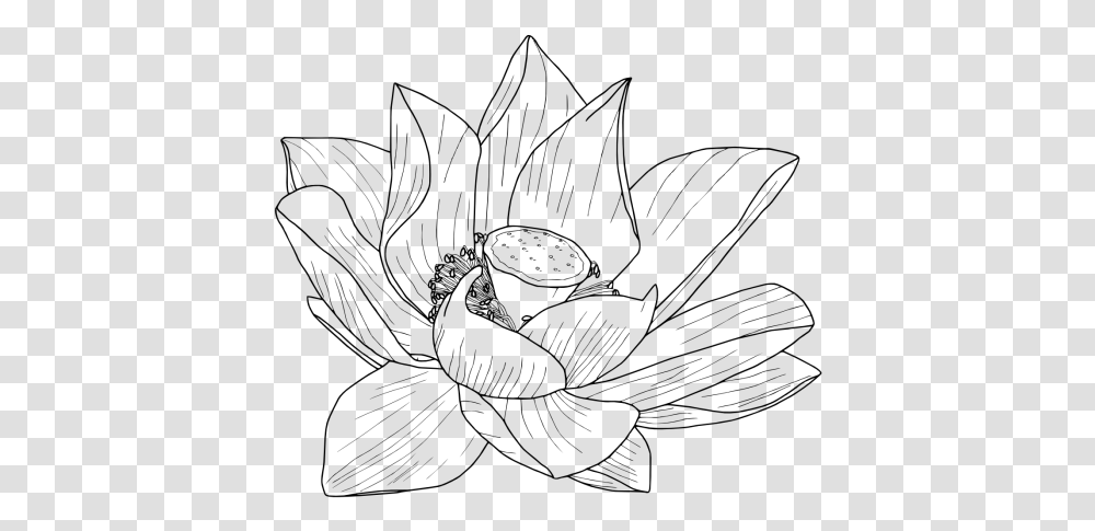 Lotus Drawing Vector Clipart Flower Tumblr Drawing, Gray, World Of Warcraft Transparent Png
