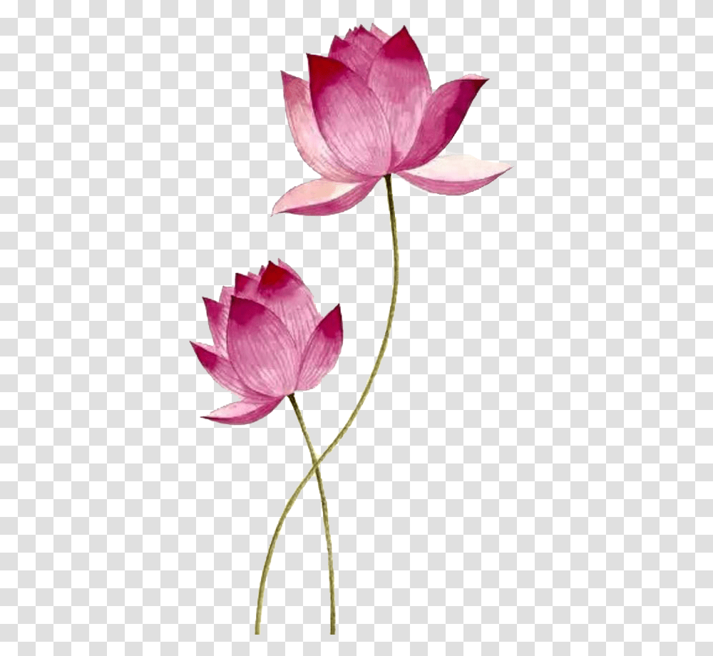 Lotus File, Plant, Petal, Flower, Blossom Transparent Png