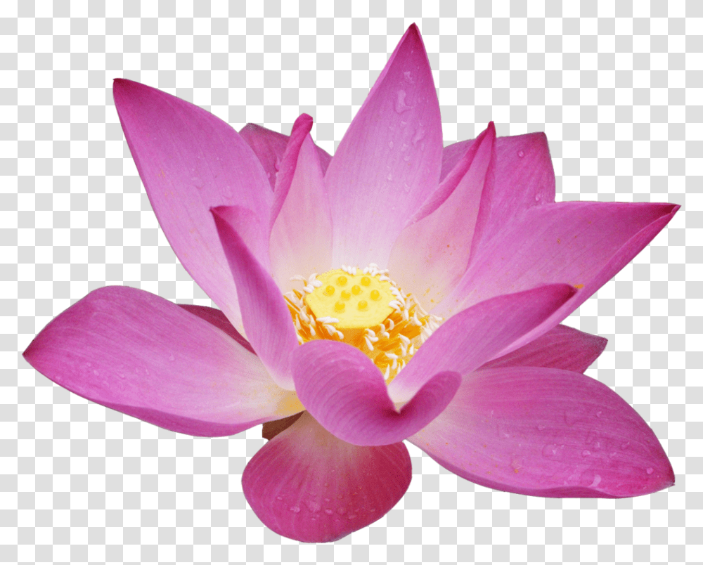 Lotus Flower Background, Plant, Blossom, Lily, Pond Lily Transparent Png