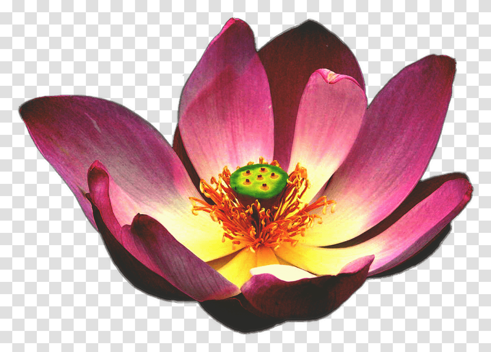 Lotus Flower Blooming Lily Zen Flower Blooming, Plant, Pollen, Blossom, Pond Lily Transparent Png