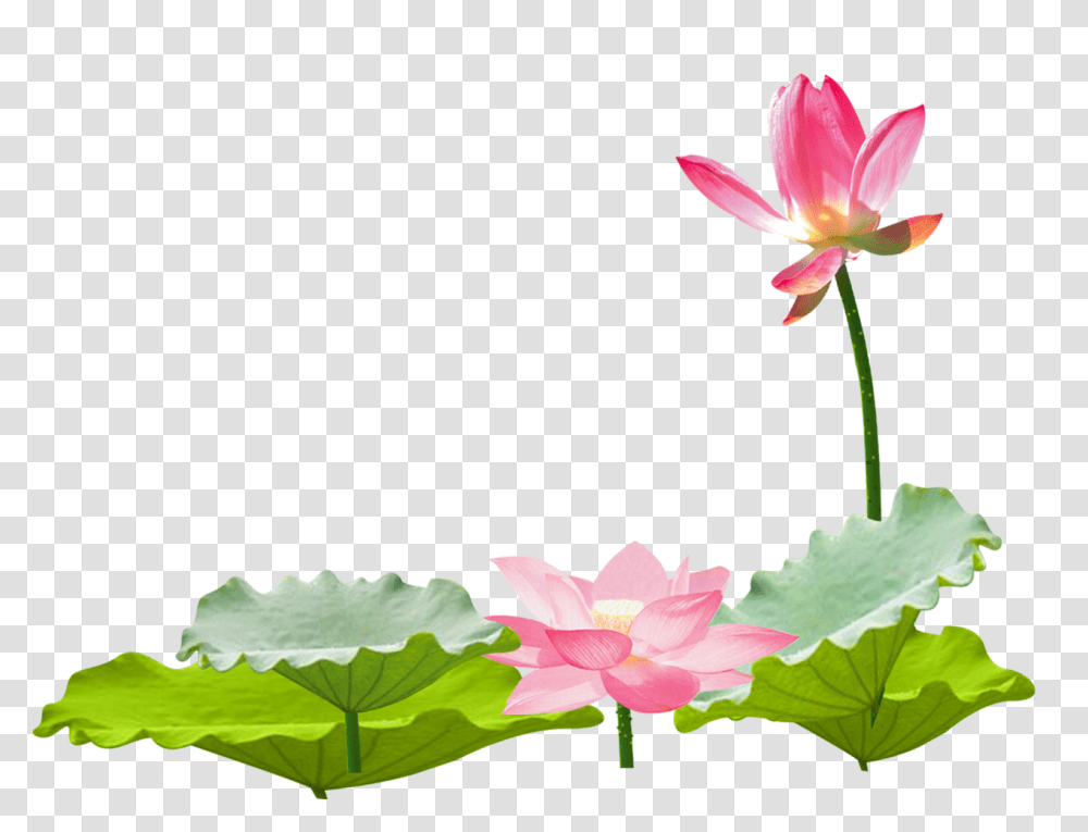 Lotus Flower Chinese Asian Ftestickers, Lily, Plant, Blossom, Pond Lily Transparent Png
