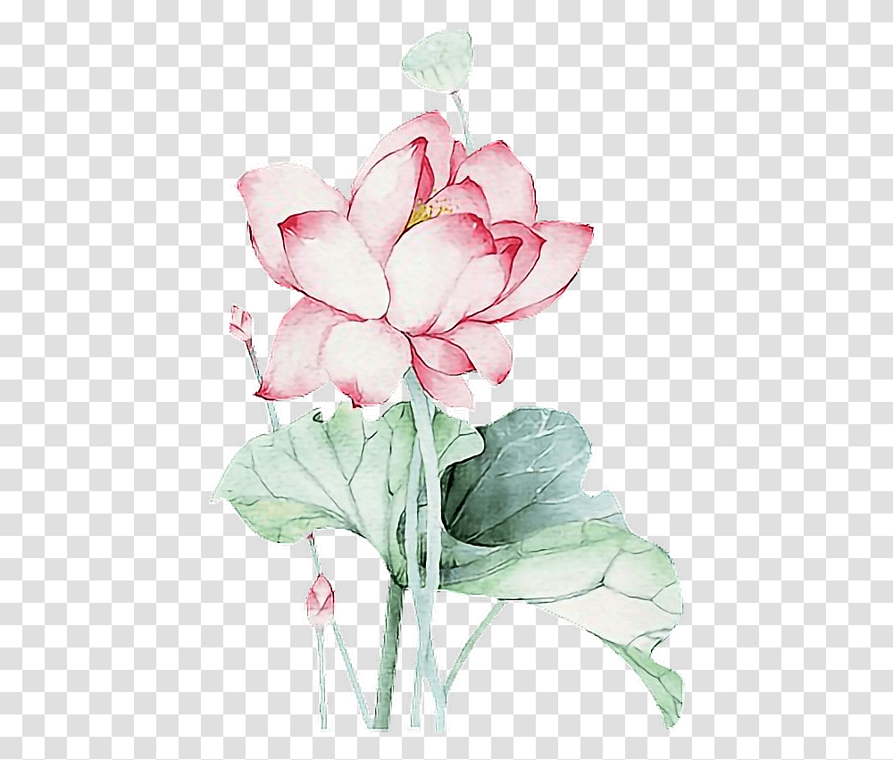 Lotus Flower Chinese Asian Ftestickers Lotus Flower Chinese, Plant, Blossom, Petal, Carnation Transparent Png
