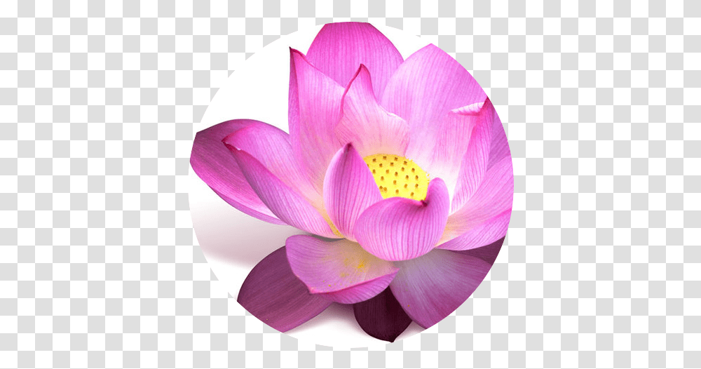 Lotus Flower Circle Yogabalance Yoga Classes Padma Flower, Plant, Lily, Blossom, Pond Lily Transparent Png