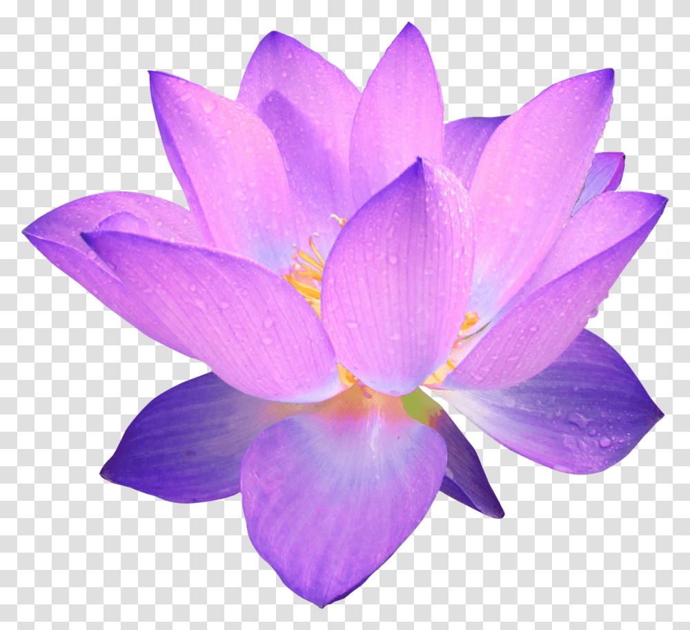 Lotus Flower Clipart No Background Purple Flower Background, Plant, Blossom, Lily, Pond Lily Transparent Png