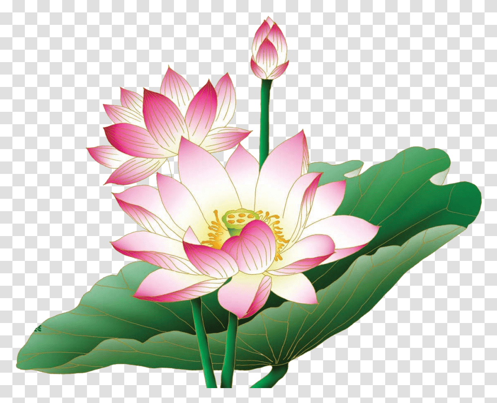 Lotus Flower Clipart, Plant, Blossom, Lily, Petal Transparent Png