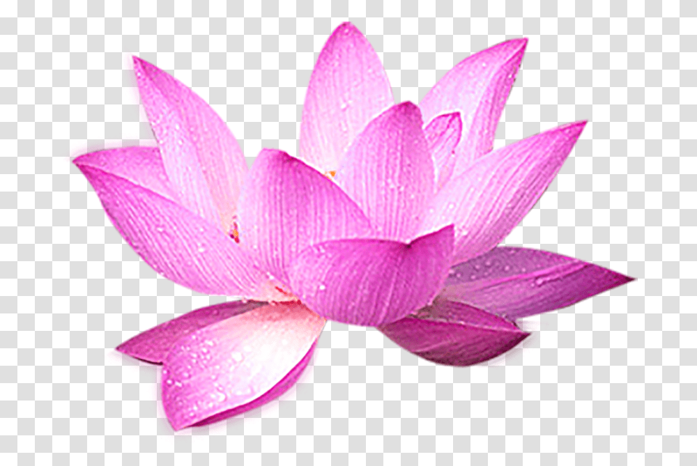 Lotus Flower Decoration Background, Plant, Lily, Blossom, Pond Lily Transparent Png