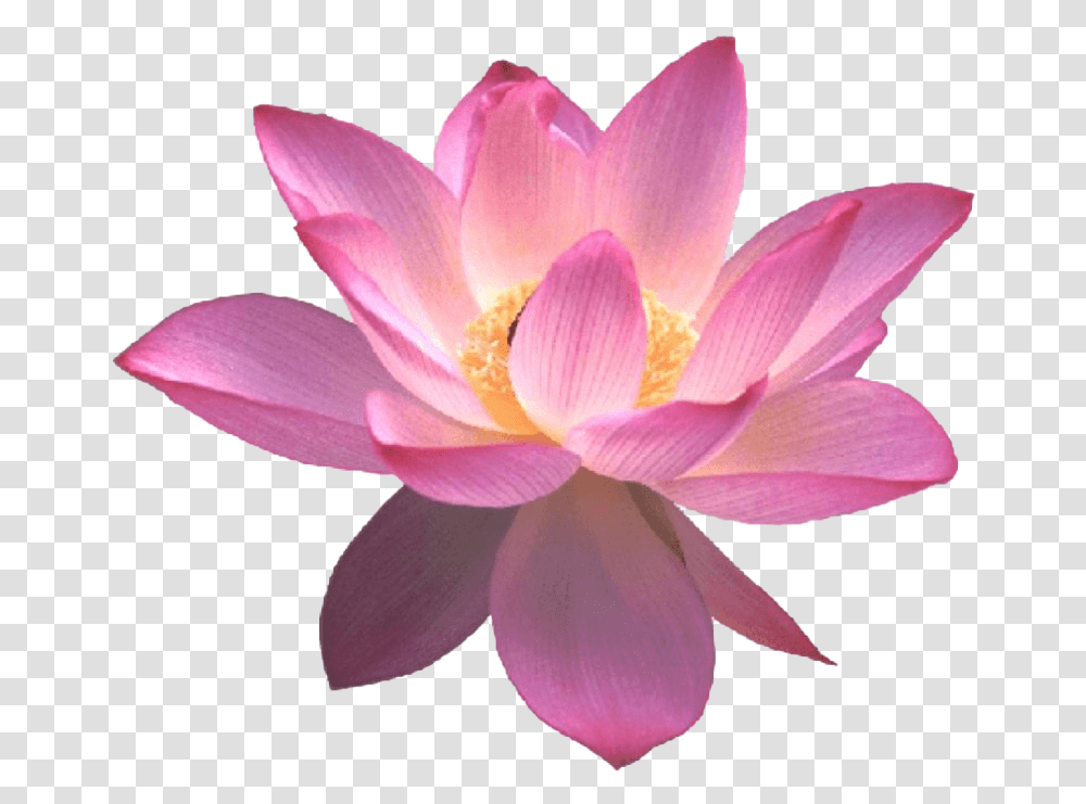Lotus Flower Free Image, Plant, Lily, Blossom, Pond Lily Transparent Png