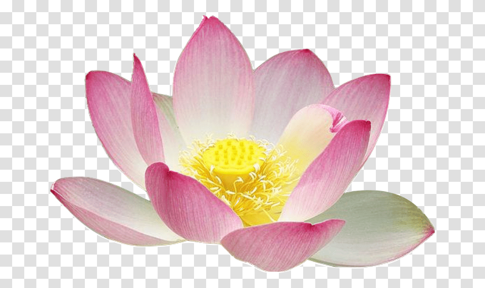 Lotus Flower Free, Plant, Anther, Blossom, Pond Lily Transparent Png