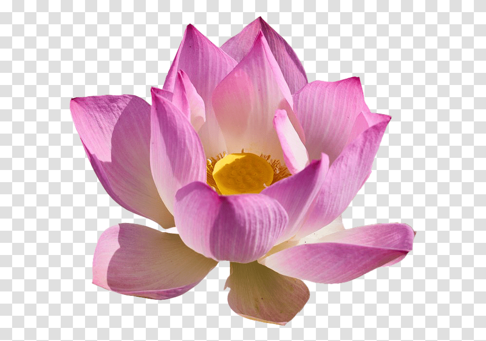 Lotus Flower Free Portable Network Graphics, Plant, Blossom, Lily, Pond Lily Transparent Png
