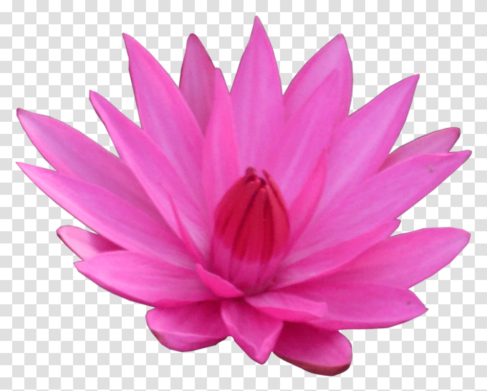 Lotus Flower Hd Flower Lotus Fanart, Plant, Lily, Blossom, Pond Lily Transparent Png