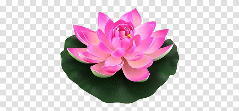 Lotus Flower Hd Image Lotus Flower, Plant, Dahlia, Blossom, Petal Transparent Png