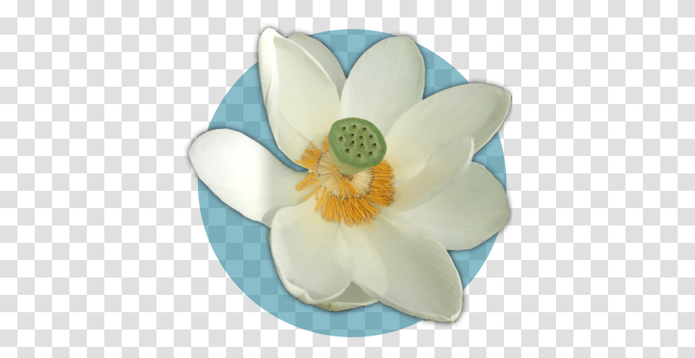 Lotus Flower Healing - Sound Nymphaea Nelumbo, Plant, Anther, Blossom, Anemone Transparent Png