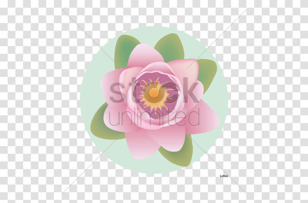 Lotus Flower Illustration Zinnia, Plant, Blossom, Lily, Pond Lily Transparent Png