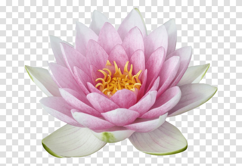 Lotus Flower Image Portable Network Graphics, Plant, Lily, Blossom, Pond Lily Transparent Png