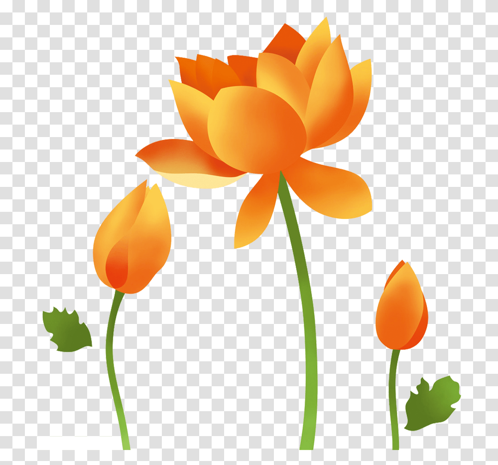 Lotus Flower Images Clipart, Plant, Blossom, Petal, Daffodil Transparent Png