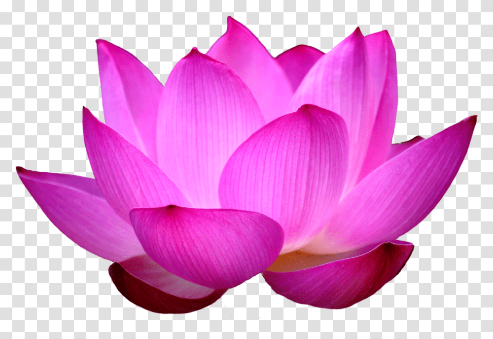 Lotus Flower Images Free Download Flower Lotus, Plant, Petal, Blossom, Dahlia Transparent Png