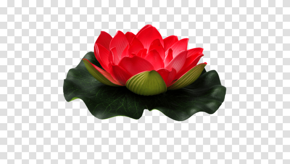 Lotus Flower Images Free Download, Plant, Blossom, Lily, Pond Lily Transparent Png