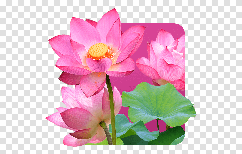 Lotus Flower Is The Symbol Of Vietnam Emergent Vegetation, Plant, Blossom, Pond Lily, Petal Transparent Png
