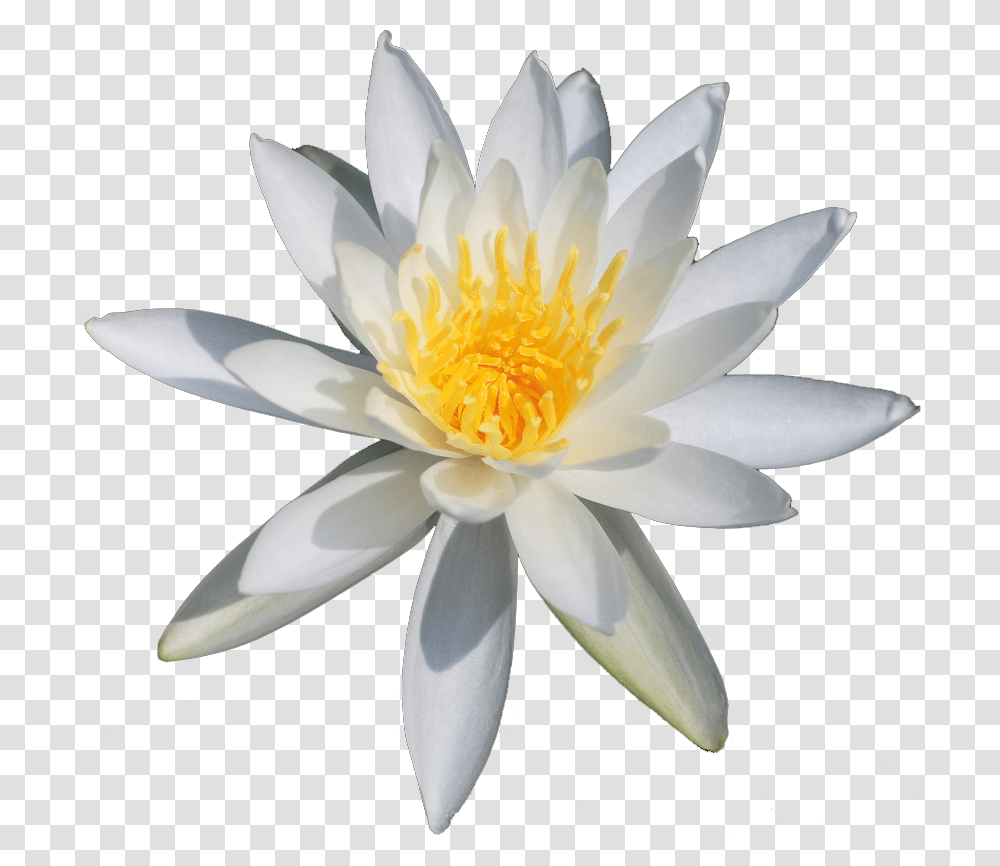 Lotus Flower, Lily, Plant, Blossom, Pond Lily Transparent Png
