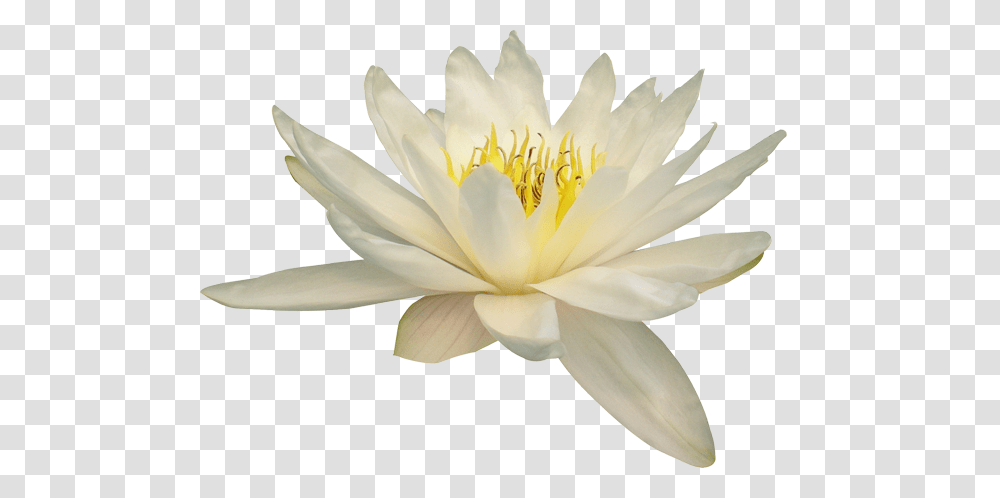 Lotus Flower, Lily, Plant, Blossom, Pond Lily Transparent Png