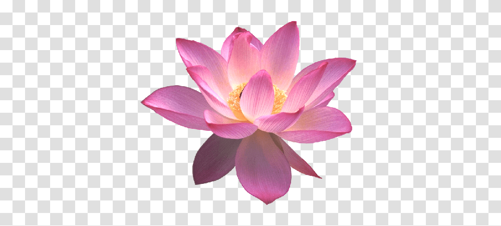 Lotus Flower, Lily, Plant, Blossom, Pond Lily Transparent Png