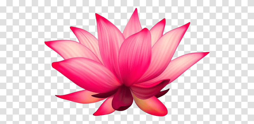 Lotus Flower Lotus, Dahlia, Plant, Blossom, Petal Transparent Png