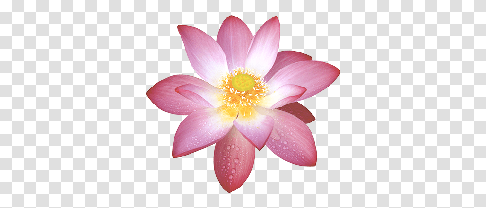 Lotus Flower Lotus Flower Buddhism, Plant, Blossom, Lily, Pond Lily Transparent Png