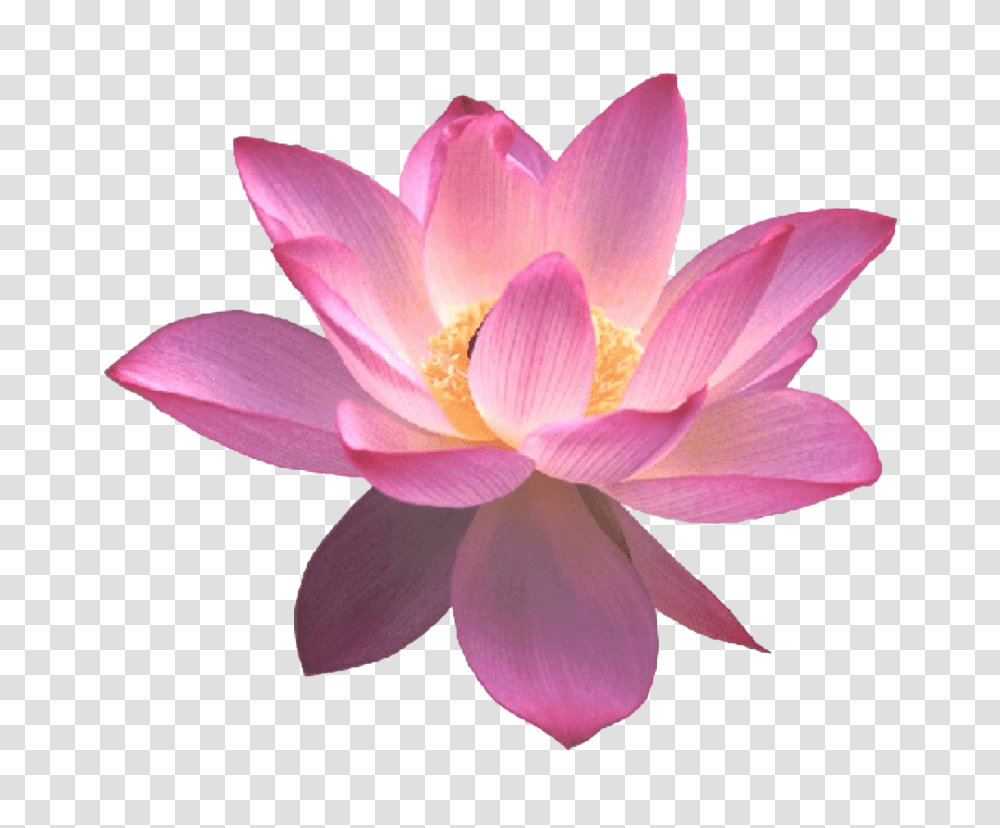 Lotus Flower Lotus Flower, Plant, Lily, Blossom, Pond Lily Transparent Png