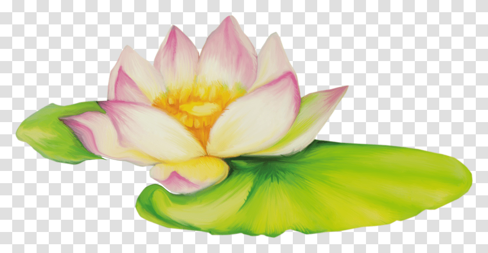 Lotus Flower Nelumbo Nucifera Flor De Dibujo Clip Art Flores De Loto, Plant, Blossom, Petal, Lily Transparent Png