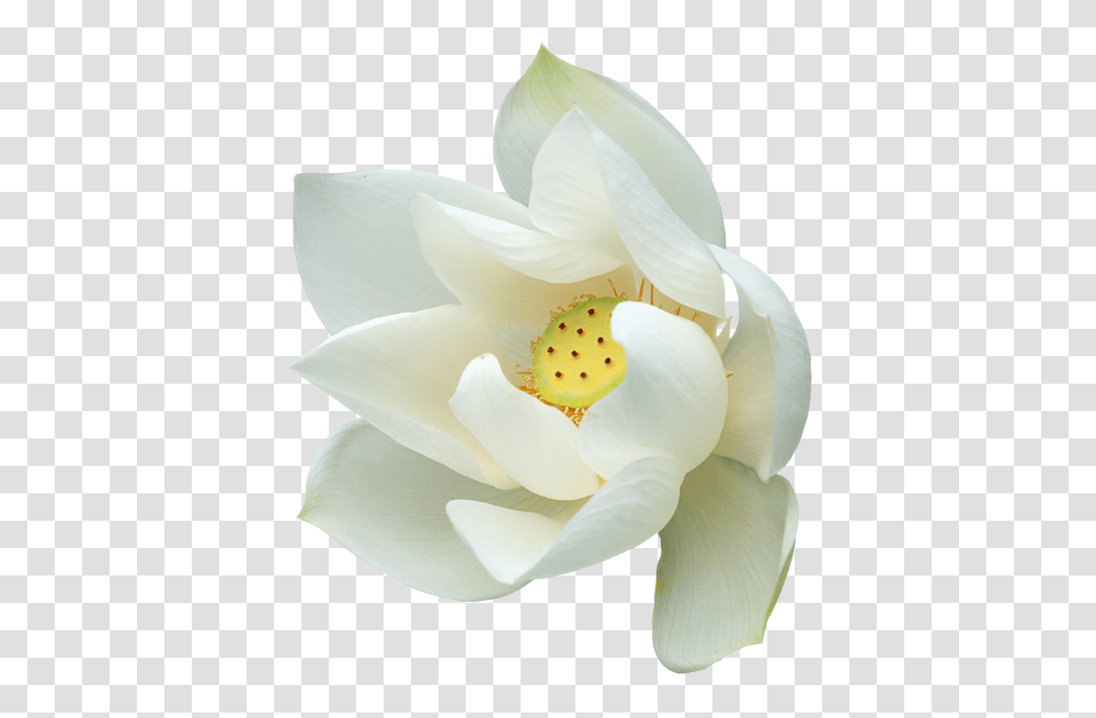 Lotus Flower, Petal, Plant, Anther, Anemone Transparent Png