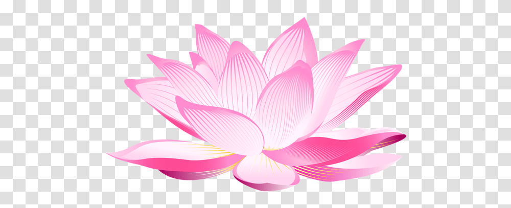 Lotus Flower, Petal, Plant, Blossom, Dahlia Transparent Png