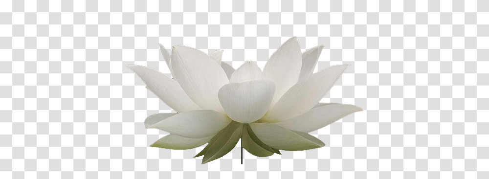 Lotus Flower, Petal, Plant, Blossom, Pond Lily Transparent Png