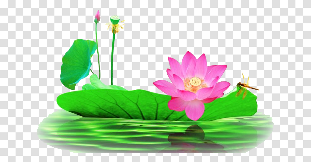 Lotus Flower Pic All Lotus Flower Images, Plant, Blossom, Lily, Pond Lily Transparent Png