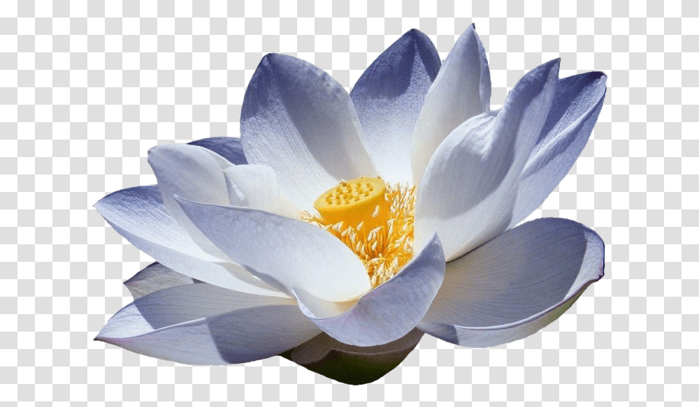 Lotus Flower Picture Blue Lotus Flowers, Plant, Lily, Blossom, Pond Lily Transparent Png