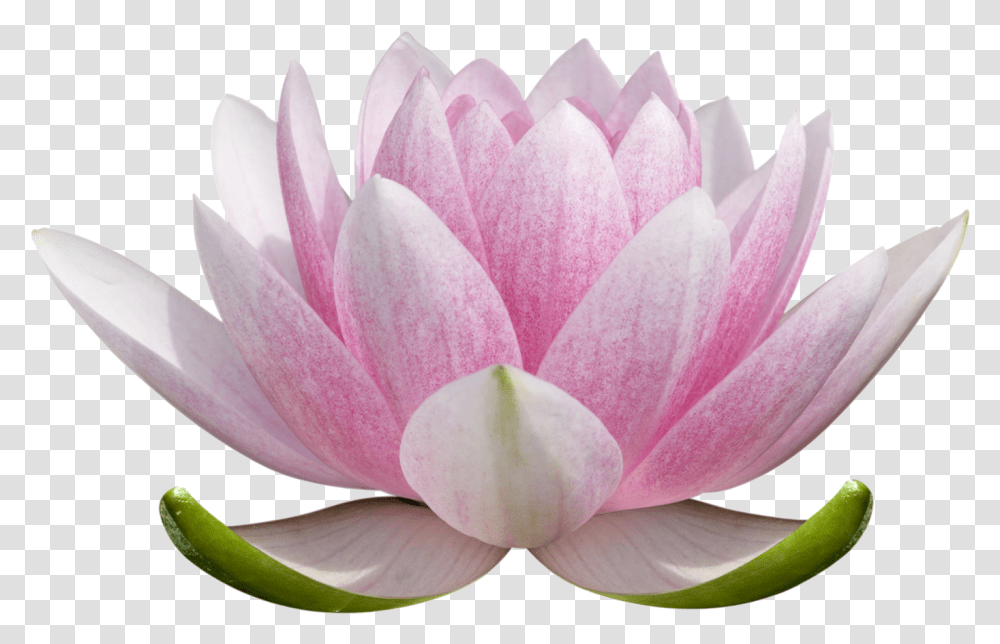 Lotus Flower Picture Lotus Flower Drawing Colored, Plant, Lily, Blossom, Pond Lily Transparent Png
