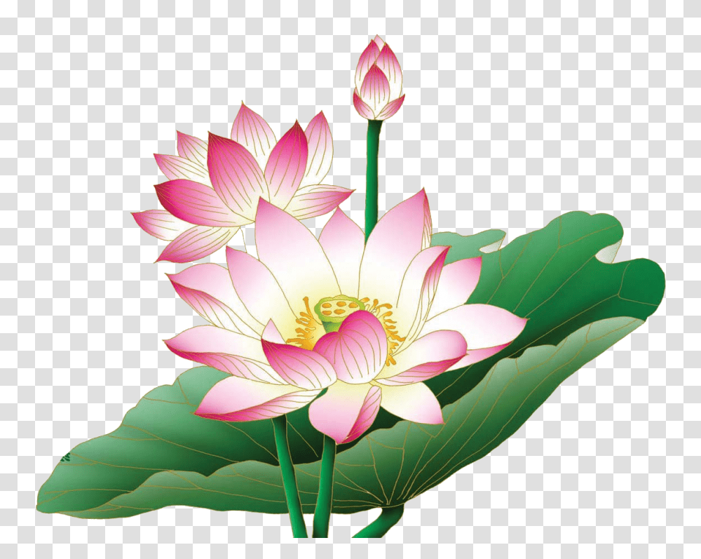 Lotus Flower, Plant, Blossom, Lily, Petal Transparent Png