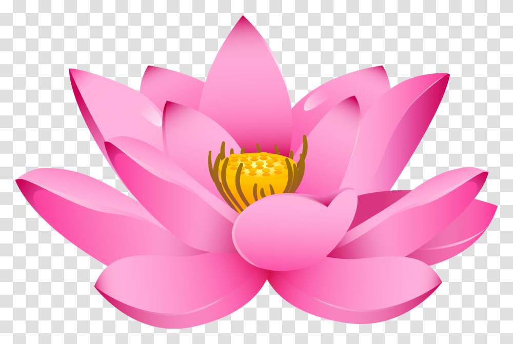 Lotus Flower, Plant, Blossom, Lily, Pond Lily Transparent Png