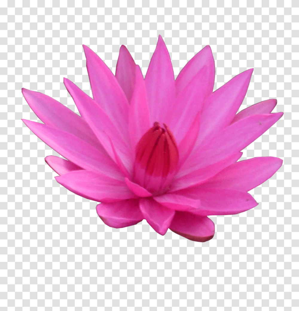 Lotus Flower, Plant, Blossom, Lily, Pond Lily Transparent Png