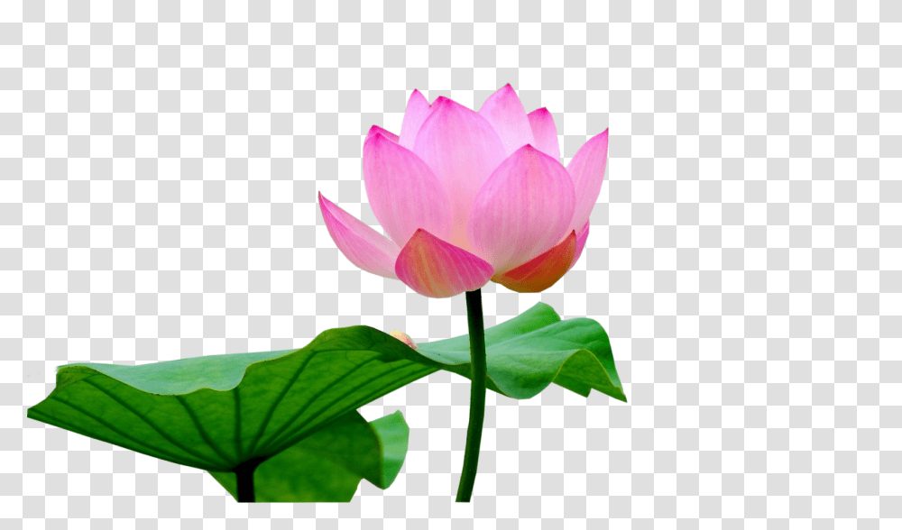Lotus Flower, Plant, Blossom, Lily, Pond Lily Transparent Png