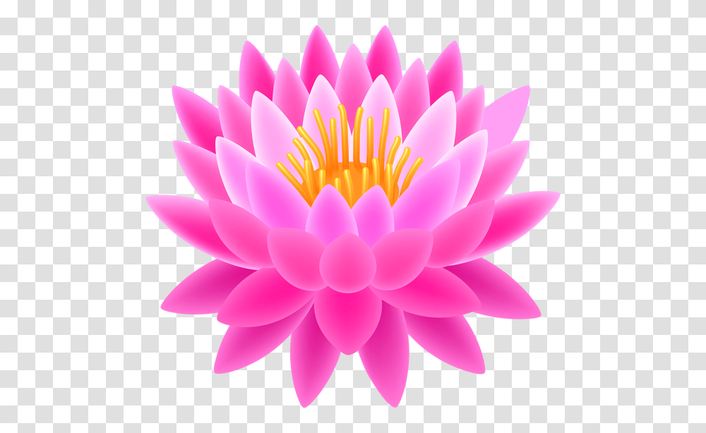 Lotus Flower, Plant, Blossom, Lily, Pond Lily Transparent Png