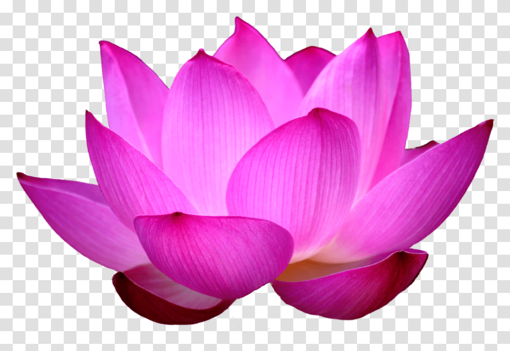 Lotus Flower, Plant, Blossom, Petal, Dahlia Transparent Png
