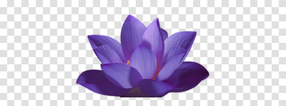 Lotus Flower, Plant, Blossom, Petal, Dahlia Transparent Png
