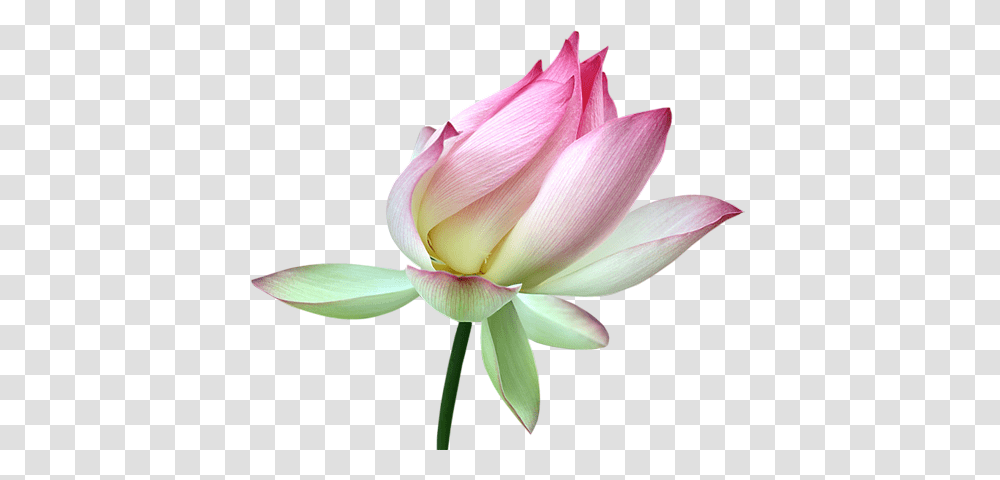 Lotus Flower, Plant, Blossom, Petal, Lily Transparent Png