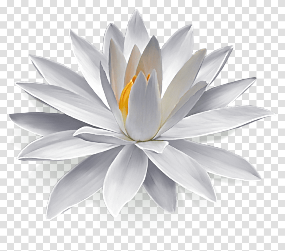 Lotus Flower, Plant, Blossom, Pond Lily, Petal Transparent Png