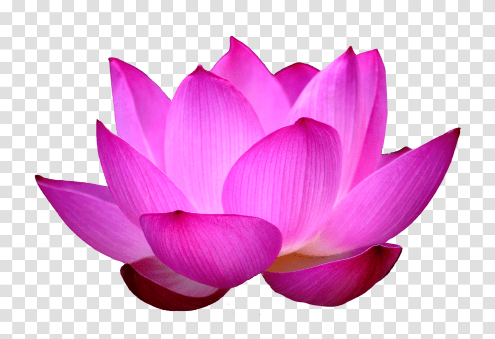 Lotus Flower, Plant, Blossom, Pond Lily, Petal Transparent Png