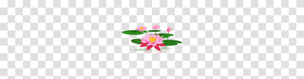 Lotus Flower, Plant, Blossom, Pond Lily, Petal Transparent Png